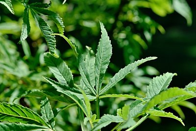 Aesculus hippocastanum 'Digitata' - jírovec maďal - letní listy